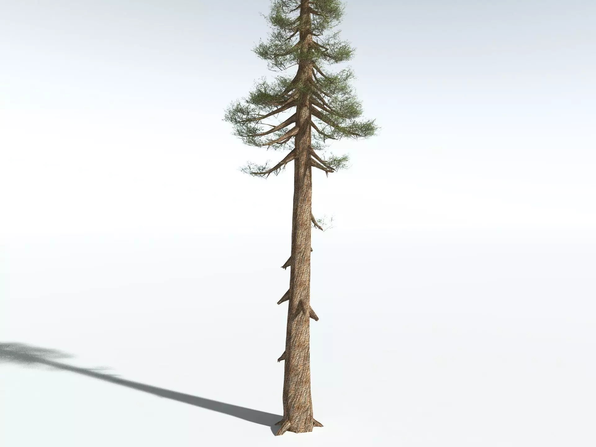 EVERYPlant Giant Redwood LowPoly Low-poly 3D model_20