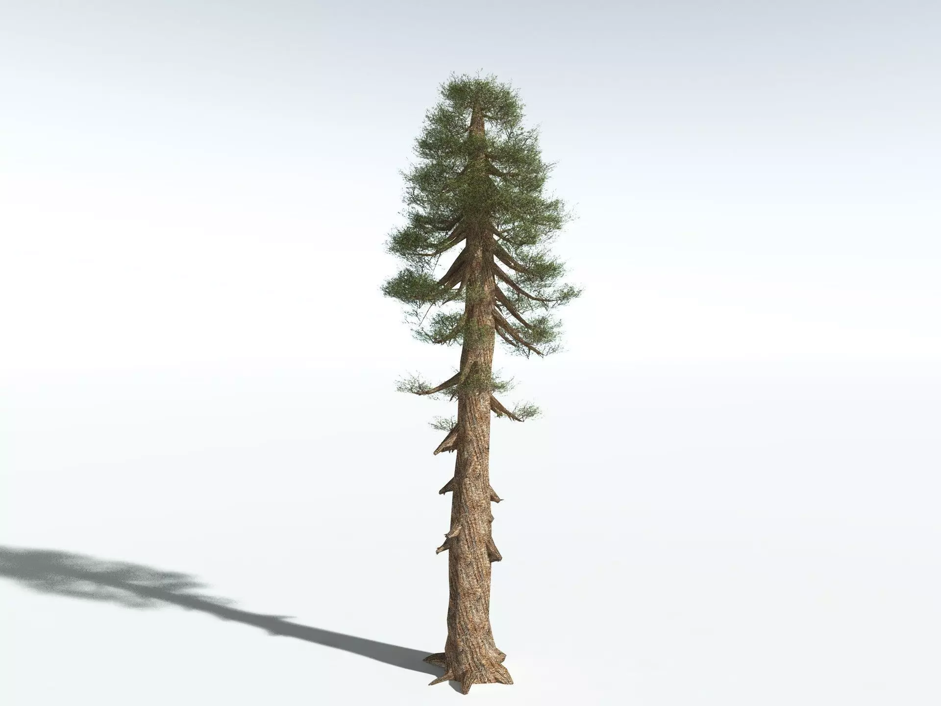 EVERYPlant Giant Redwood LowPoly Low-poly 3D model_10