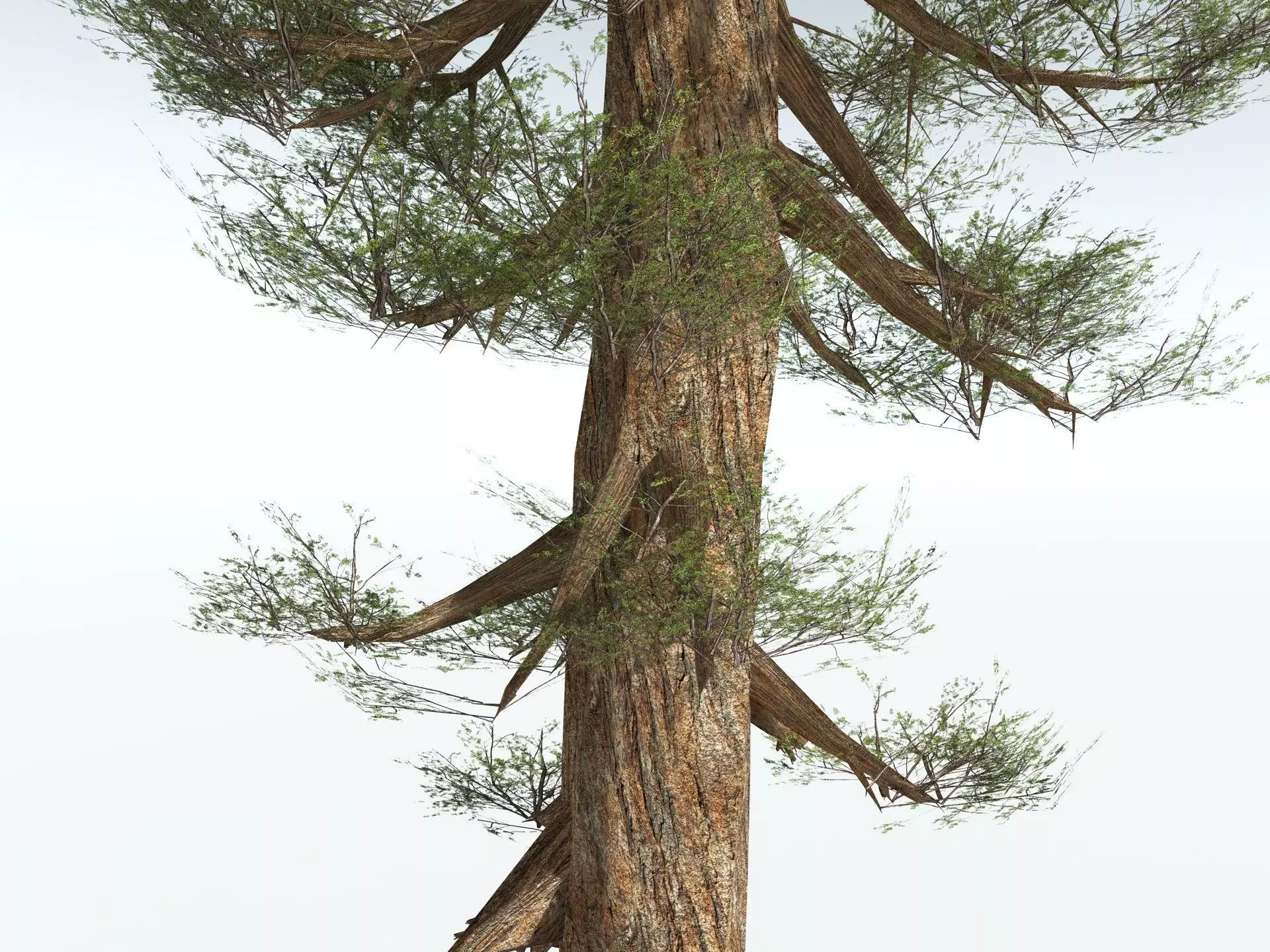 EVERYPlant Giant Redwood LowPoly Low-poly 3D model_11
