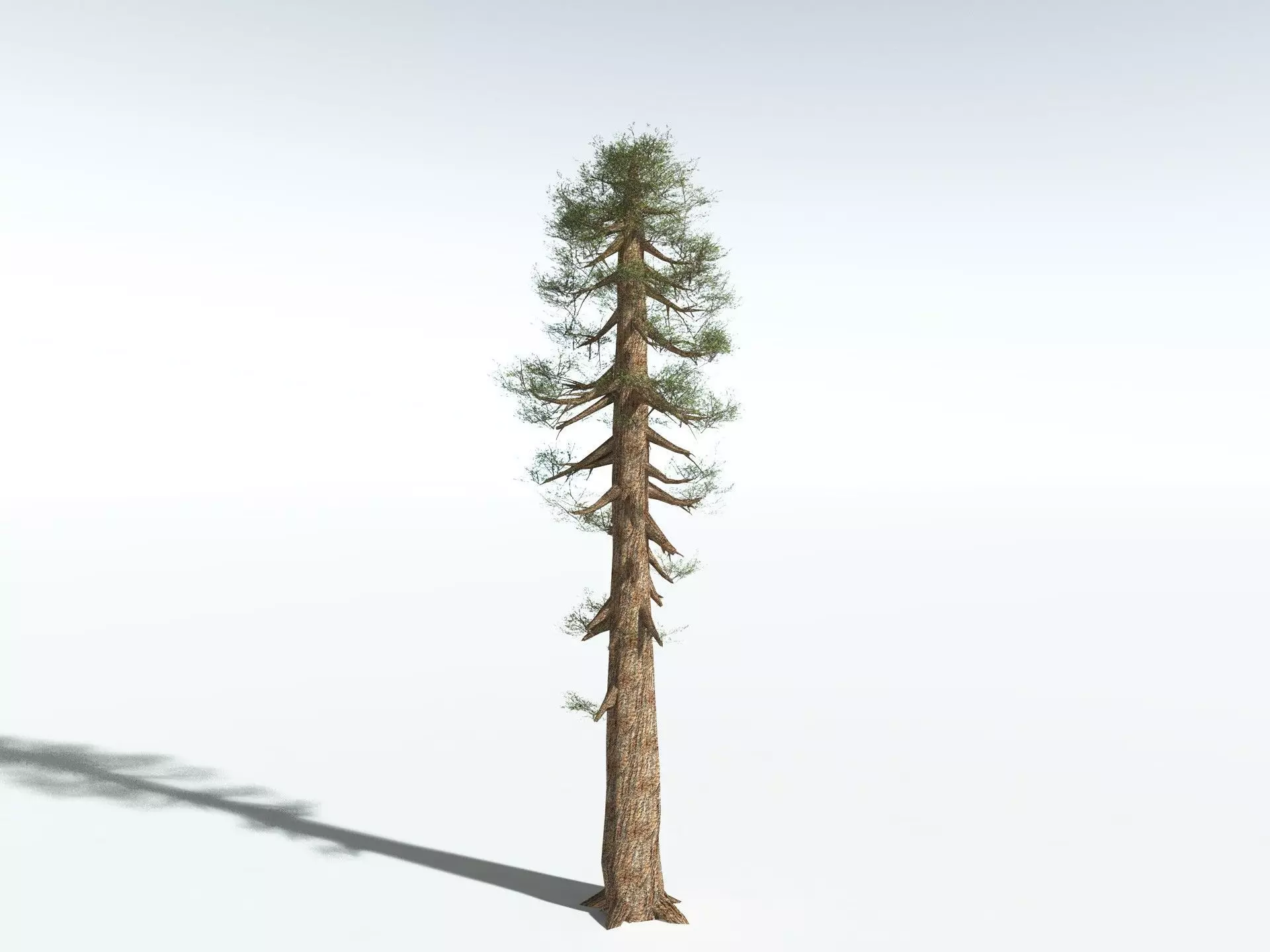 EVERYPlant Giant Redwood LowPoly Low-poly 3D model_6