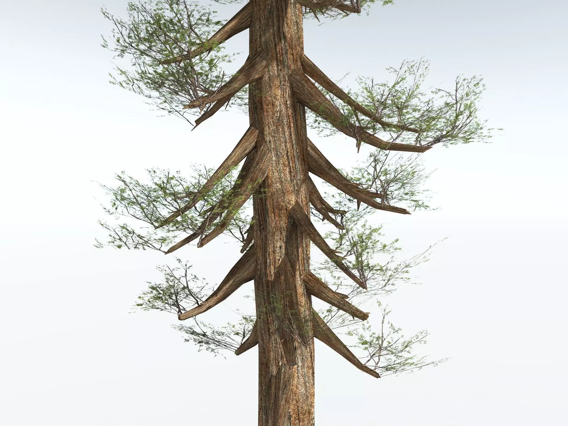 EVERYPlant Giant Redwood LowPoly Low-poly 3D model_23