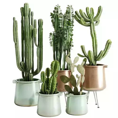 Cactus Collection in a metal pot - indoor plants 685