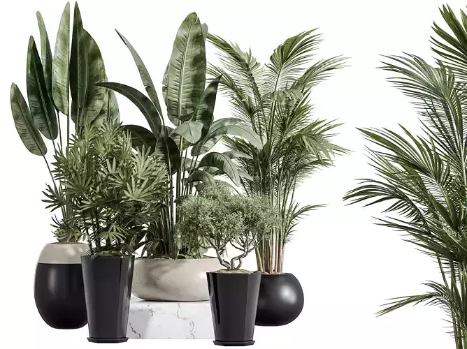 AV Indoor Plants Set 356 ParadiseBird Olive Palm Rhapis