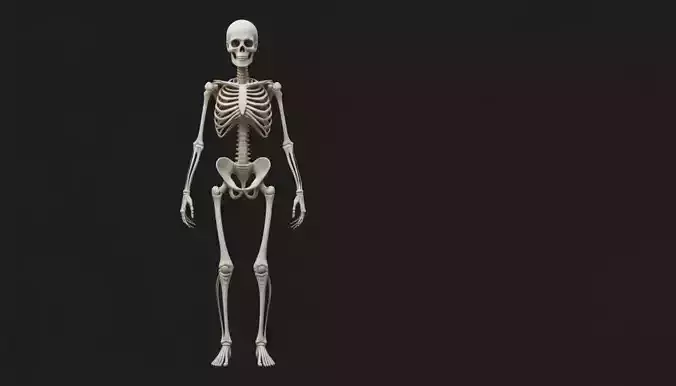 Full Human Skeleton 3D Model Game-Ready Front Side Views