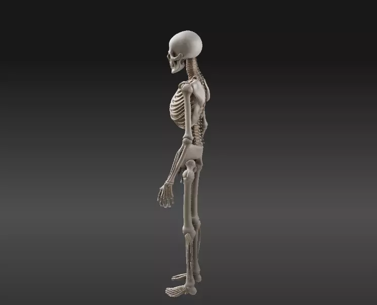Human Skeleton 3D Model Printable 3D print model_1