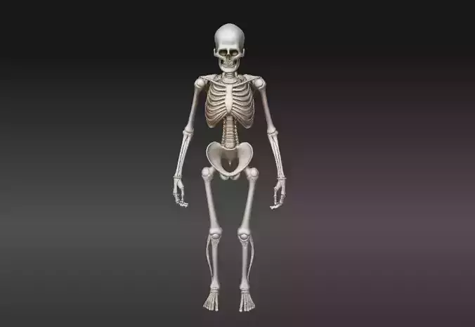 Human Skeleton 3D Model Printable