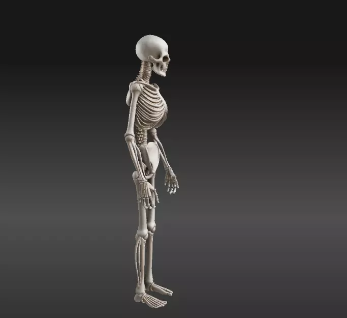Human Skeleton 3D Model Printable 3D print model_3