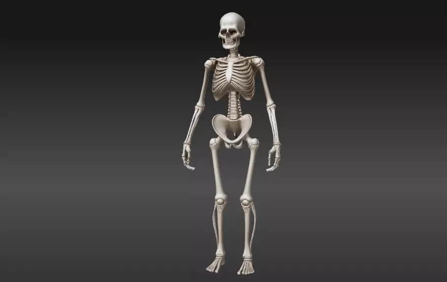 Human Skeleton 3D Model Printable 3D print model_4