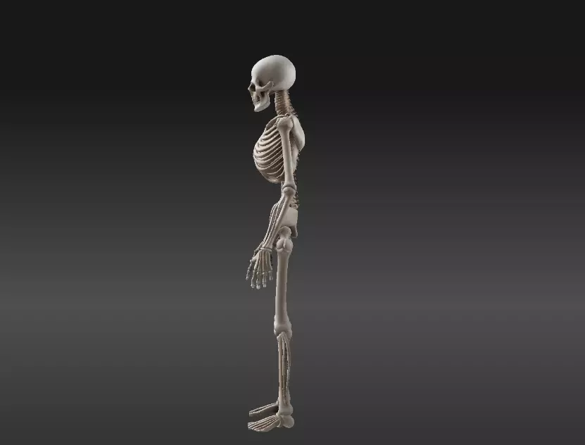 Human Skeleton 3D Model Printable 3D print model_5
