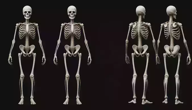 Full Human Skeleton 3D Model And 3D Prinable 3D model