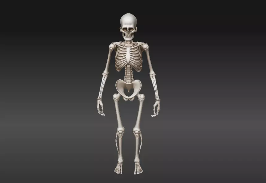 Full Human Skeleton 3D Model And 3D Prinable 3D model_1