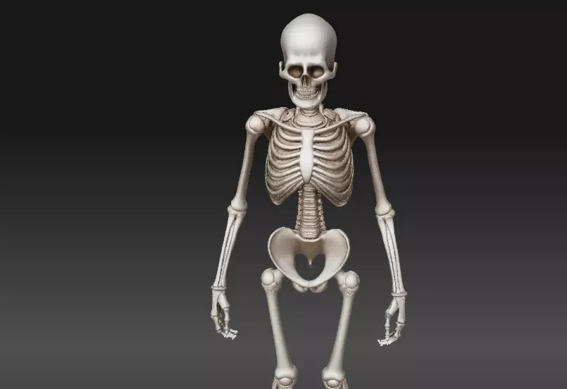 Full Human Skeleton 3D Model And 3D Prinable 3D model_12