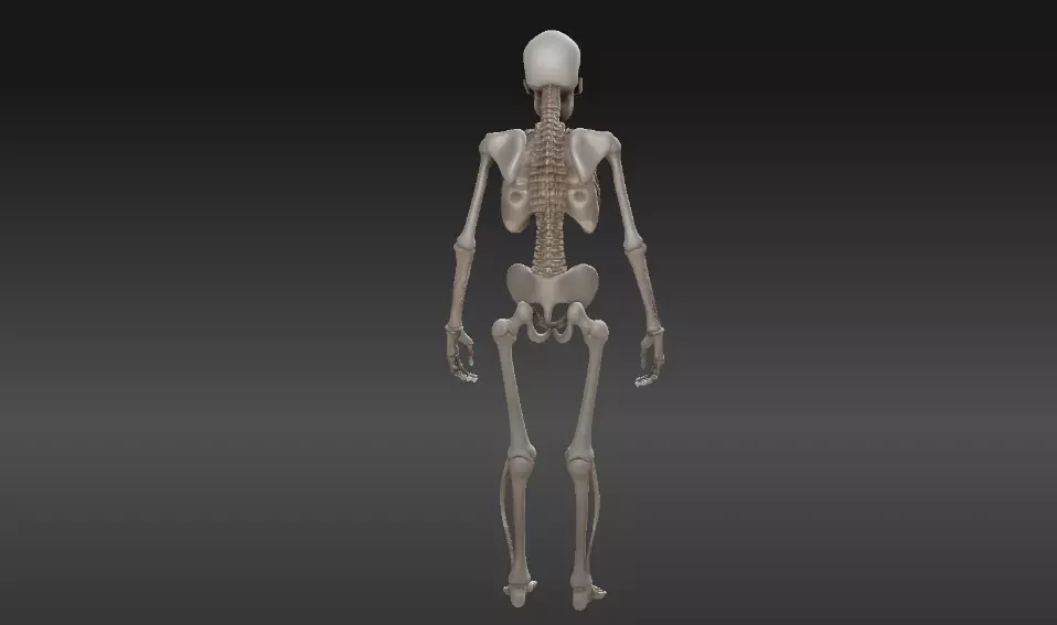 Full Human Skeleton 3D Model And 3D Prinable 3D model_4