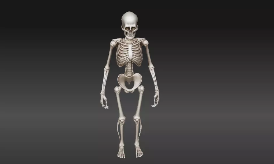 Full Human Skeleton 3D Model And 3D Prinable 3D model_13