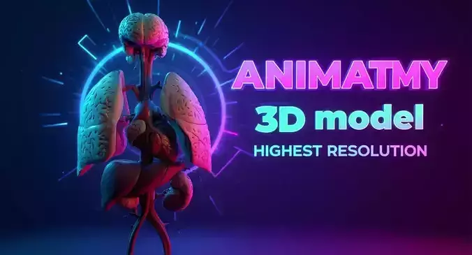 Human Respiratory Low-poly 3D model