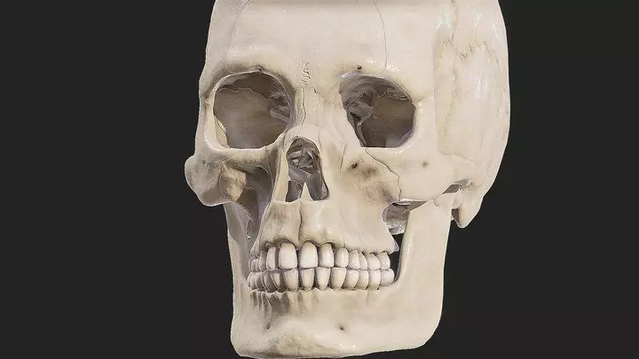 Human Skull Explode Anatomy Atlas Low-poly 3D model_0