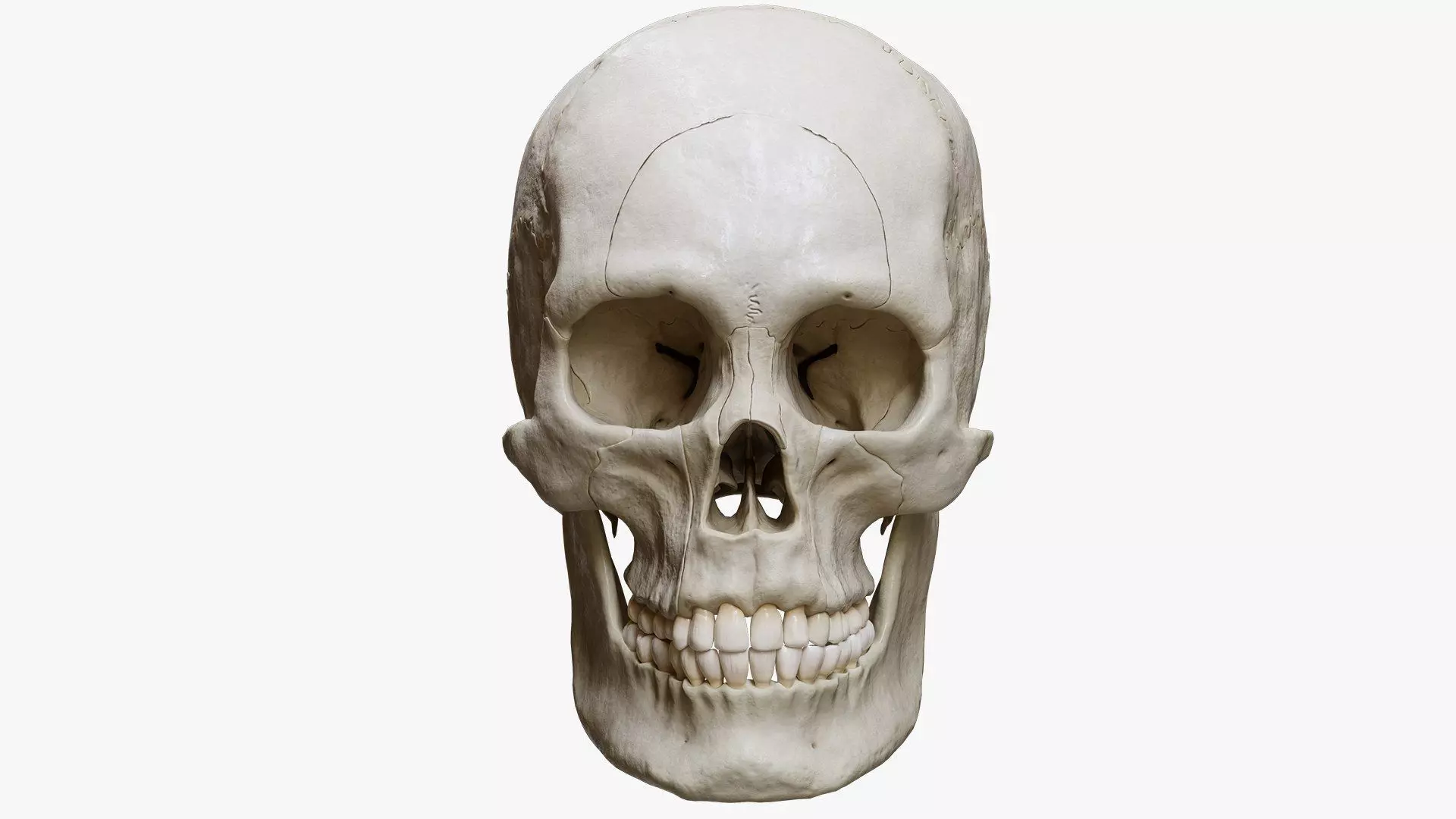Human Skull Explode Anatomy Atlas Low-poly 3D model_1