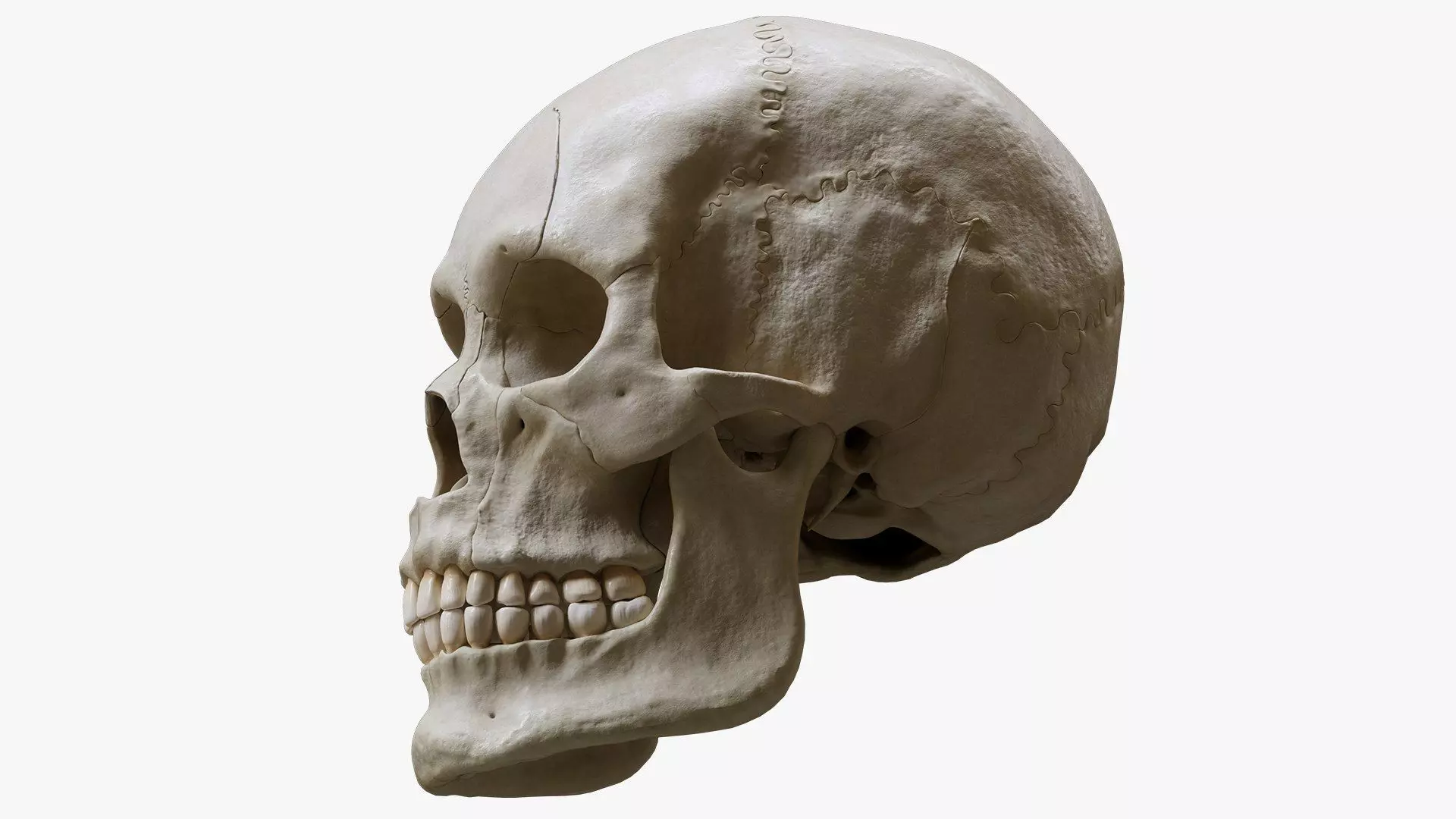 Human Skull Explode Anatomy Atlas Low-poly 3D model_4