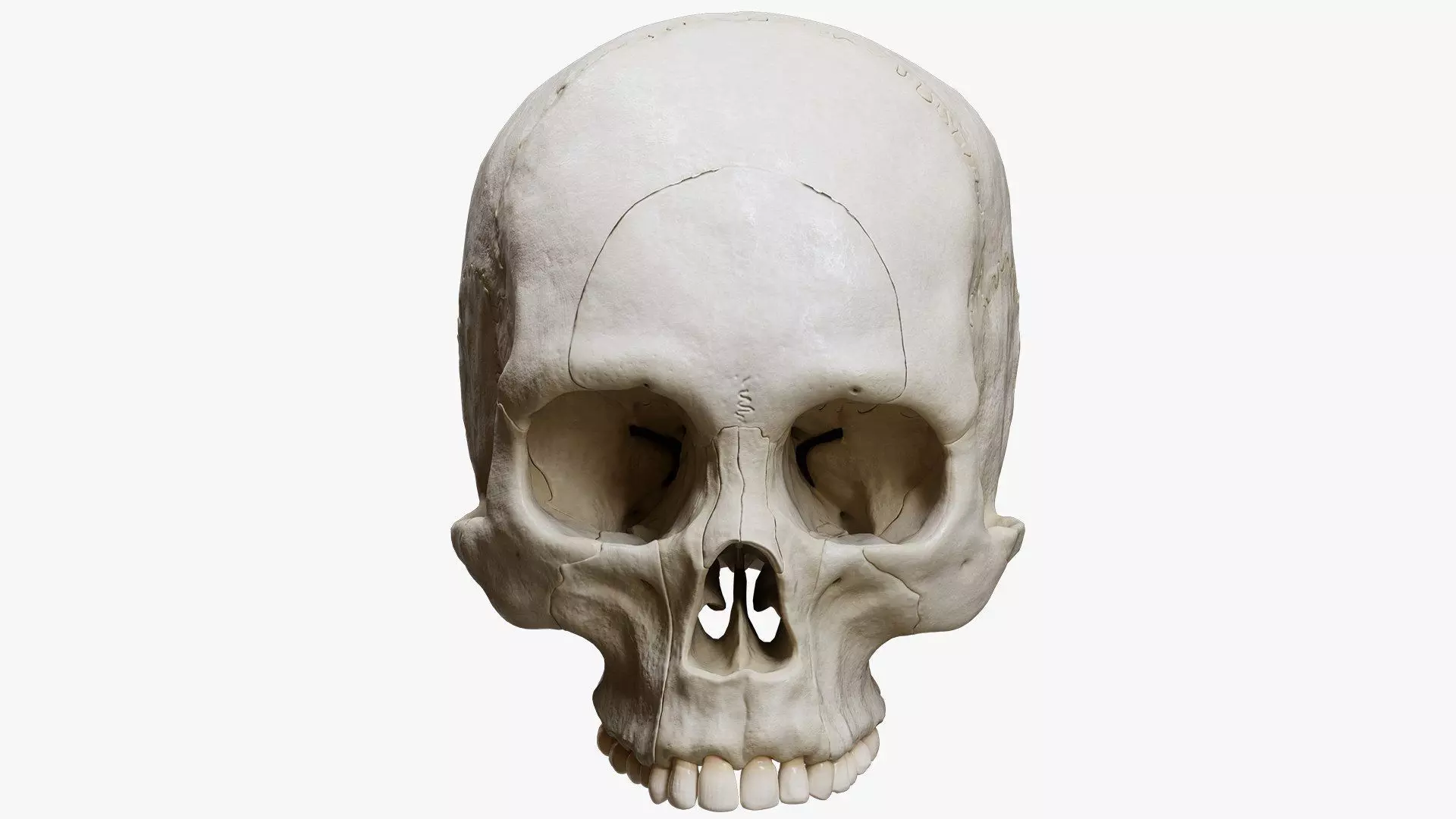 Human Skull Explode Anatomy Atlas Low-poly 3D model_5