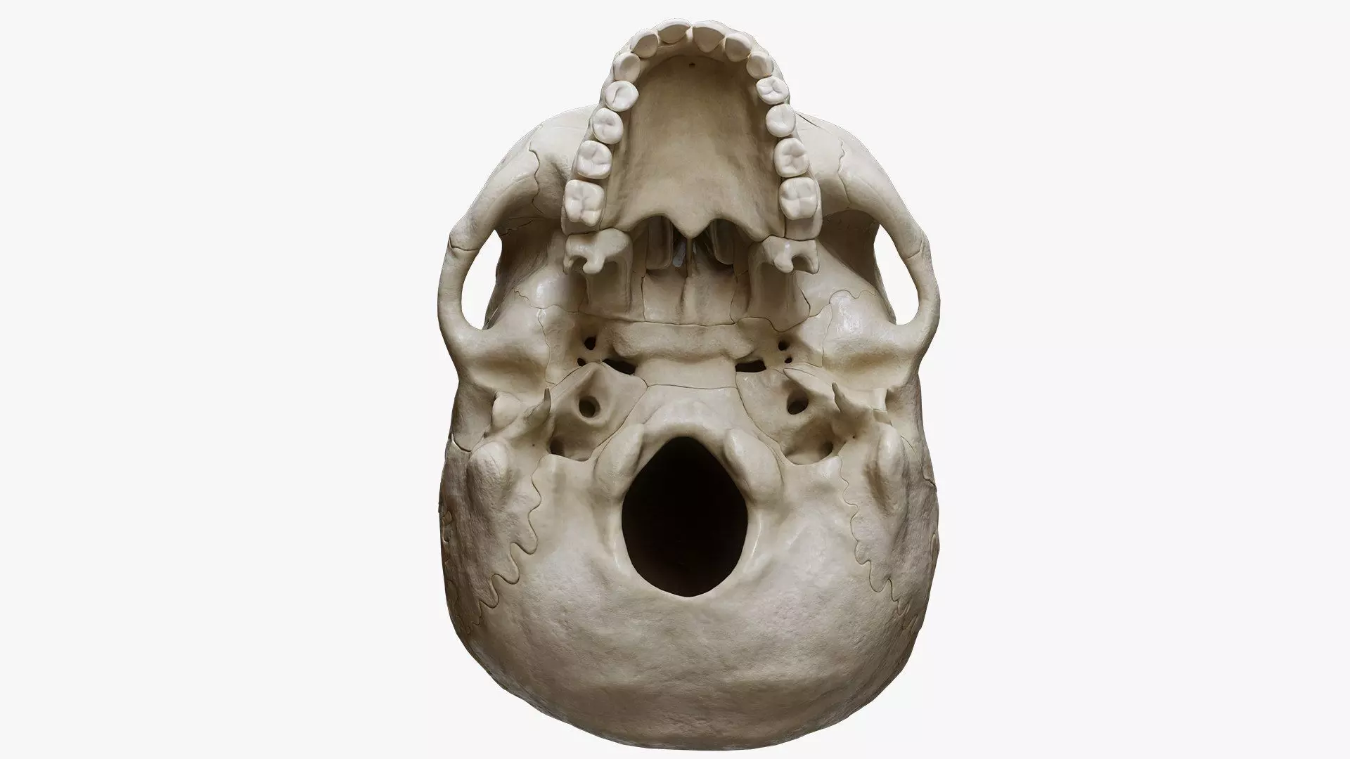 Human Skull Explode Anatomy Atlas Low-poly 3D model_6