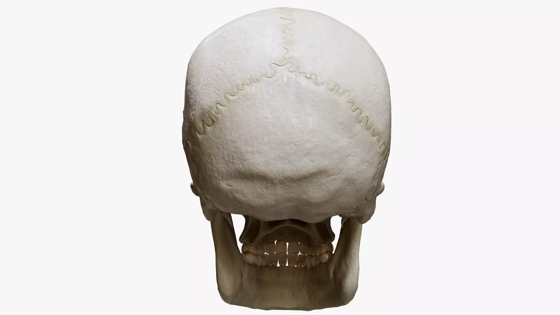 Human Skull Explode Anatomy Atlas Low-poly 3D model_9