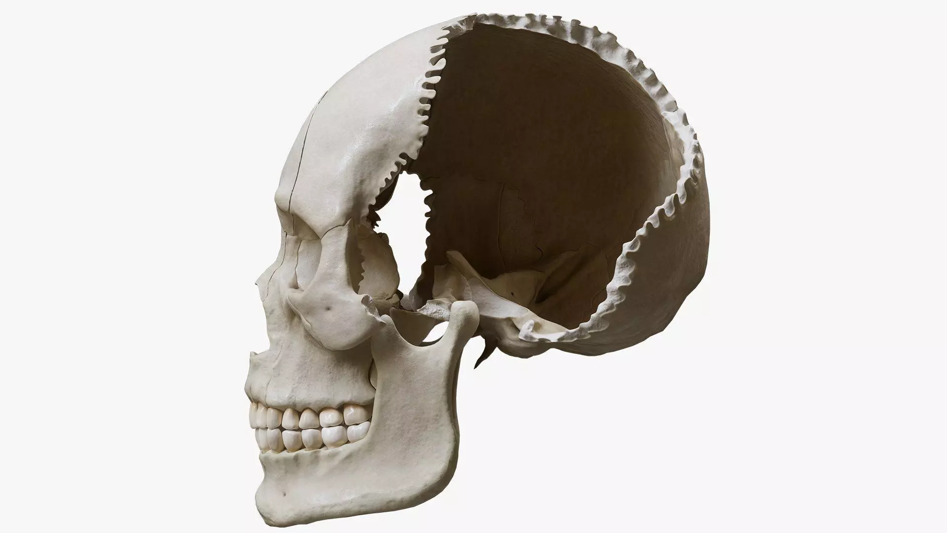 Human Skull Explode Anatomy Atlas Low-poly 3D model_7