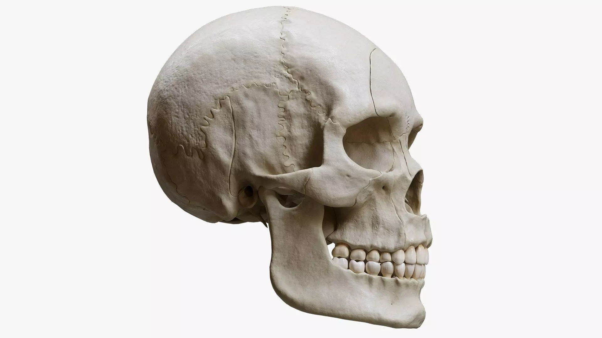 Human Skull Explode Anatomy Atlas Low-poly 3D model_2