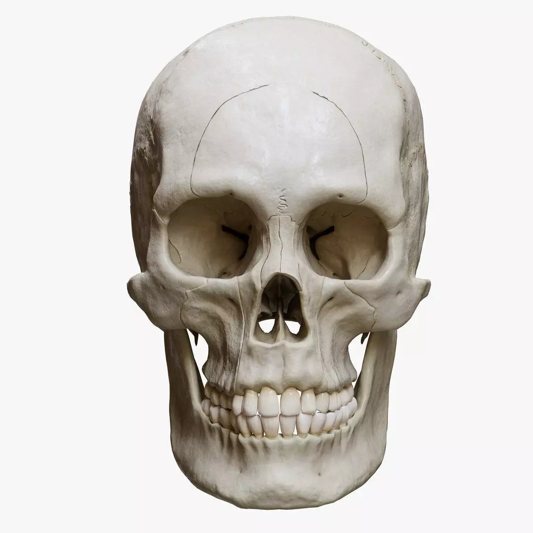 Human Skull Explode Anatomy Atlas Low-poly 3D model_16