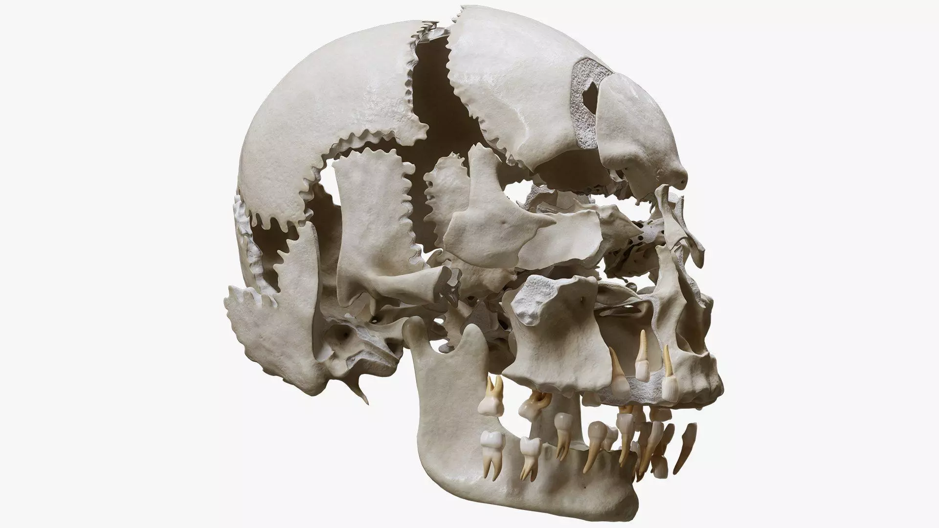 Human Skull Explode Anatomy Atlas Low-poly 3D model_3