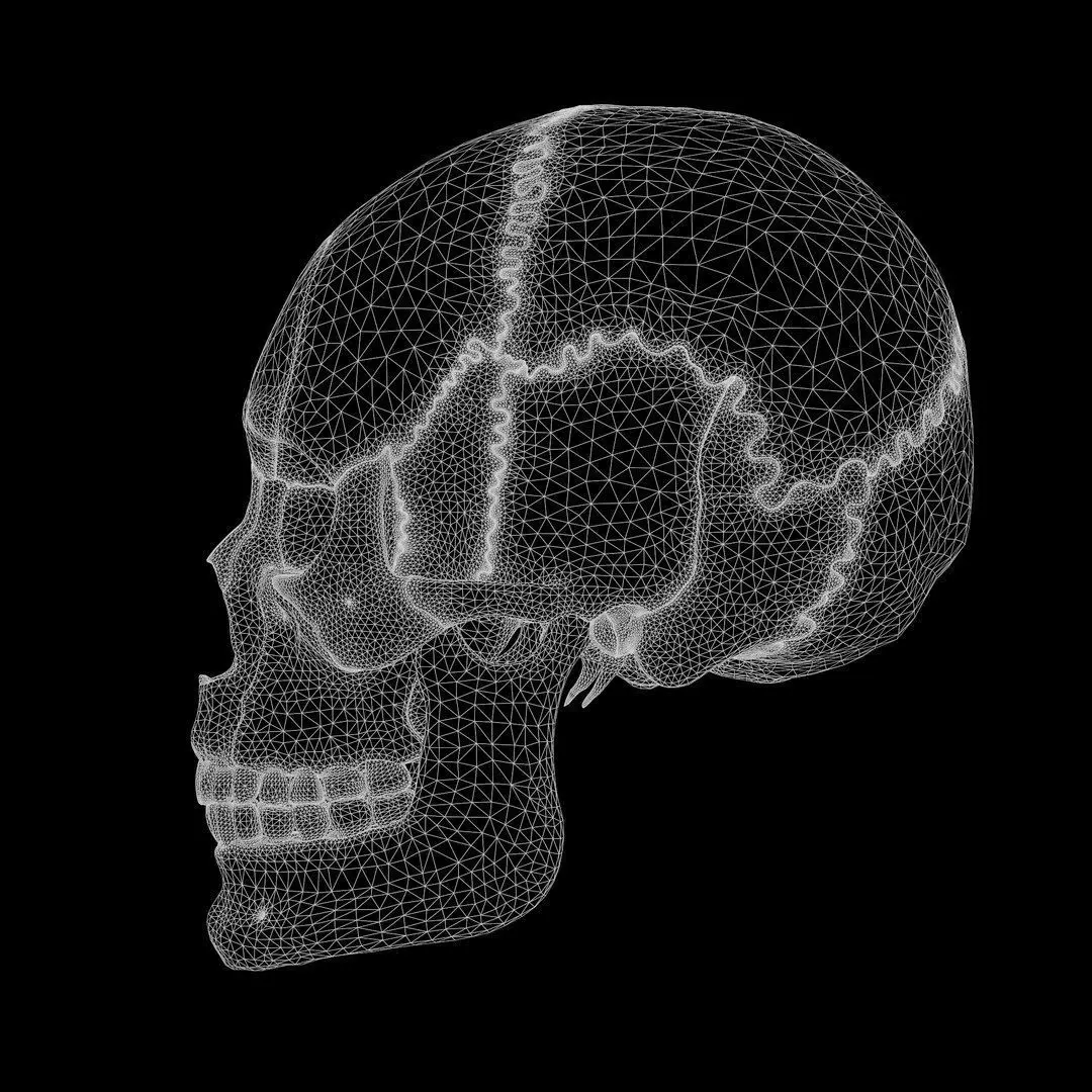 Human Skull Explode Anatomy Atlas Low-poly 3D model_14