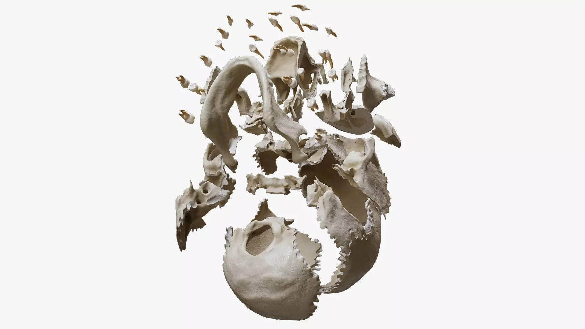 Human Skull Explode Anatomy Atlas Low-poly 3D model_8