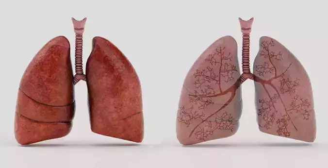 Lungs