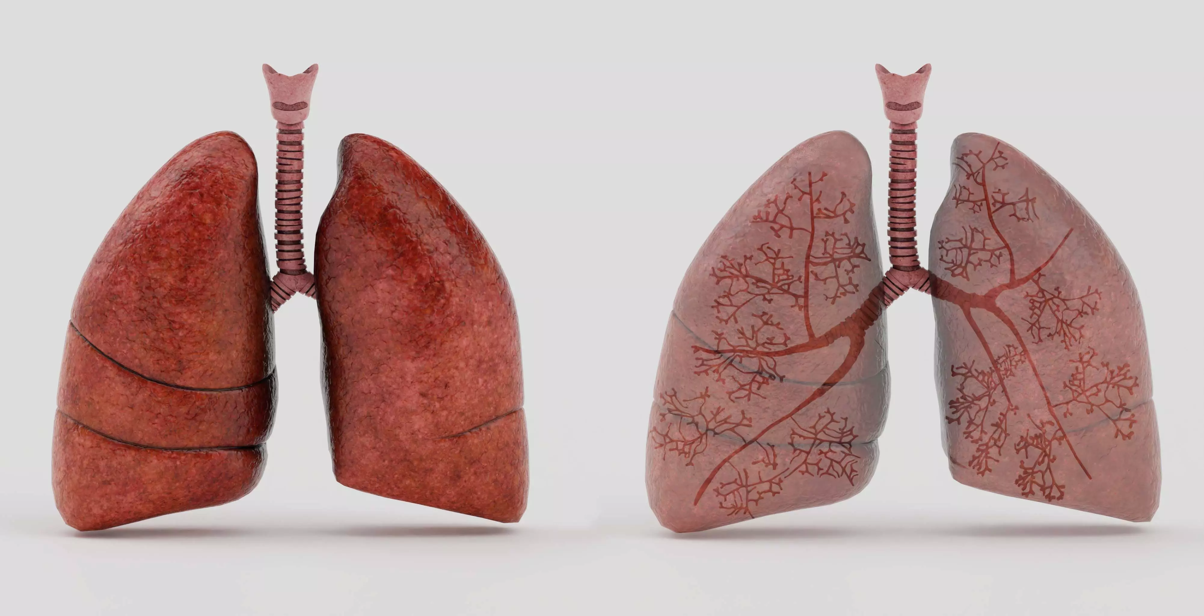 Lungs Low-poly 3D model_0