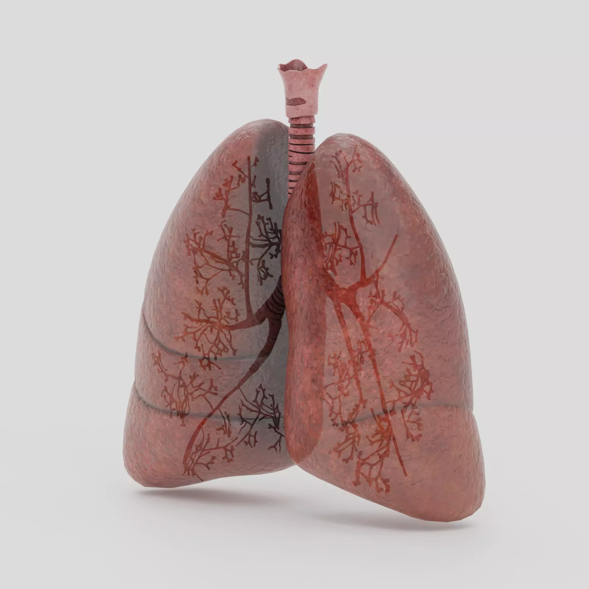 Lungs Low-poly 3D model_9