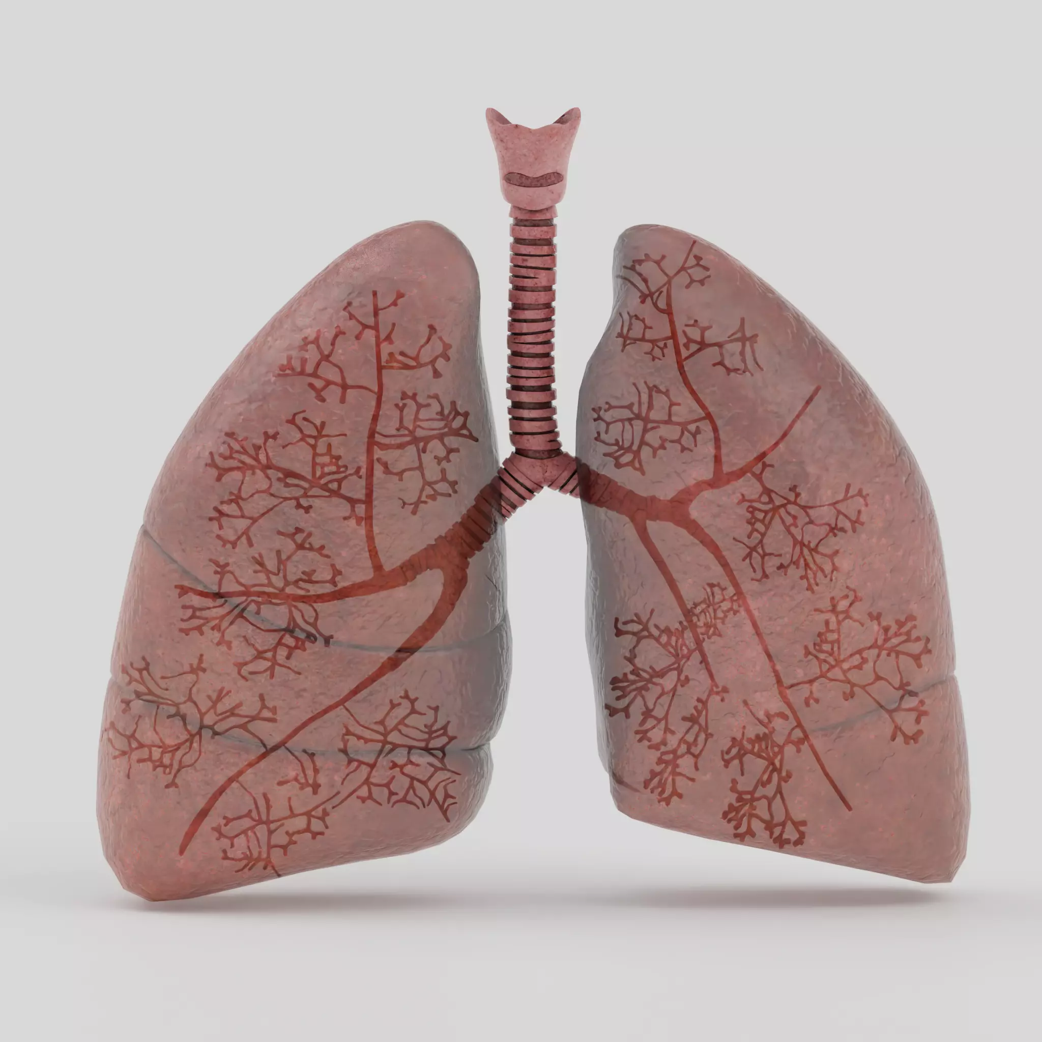 Lungs Low-poly 3D model_6