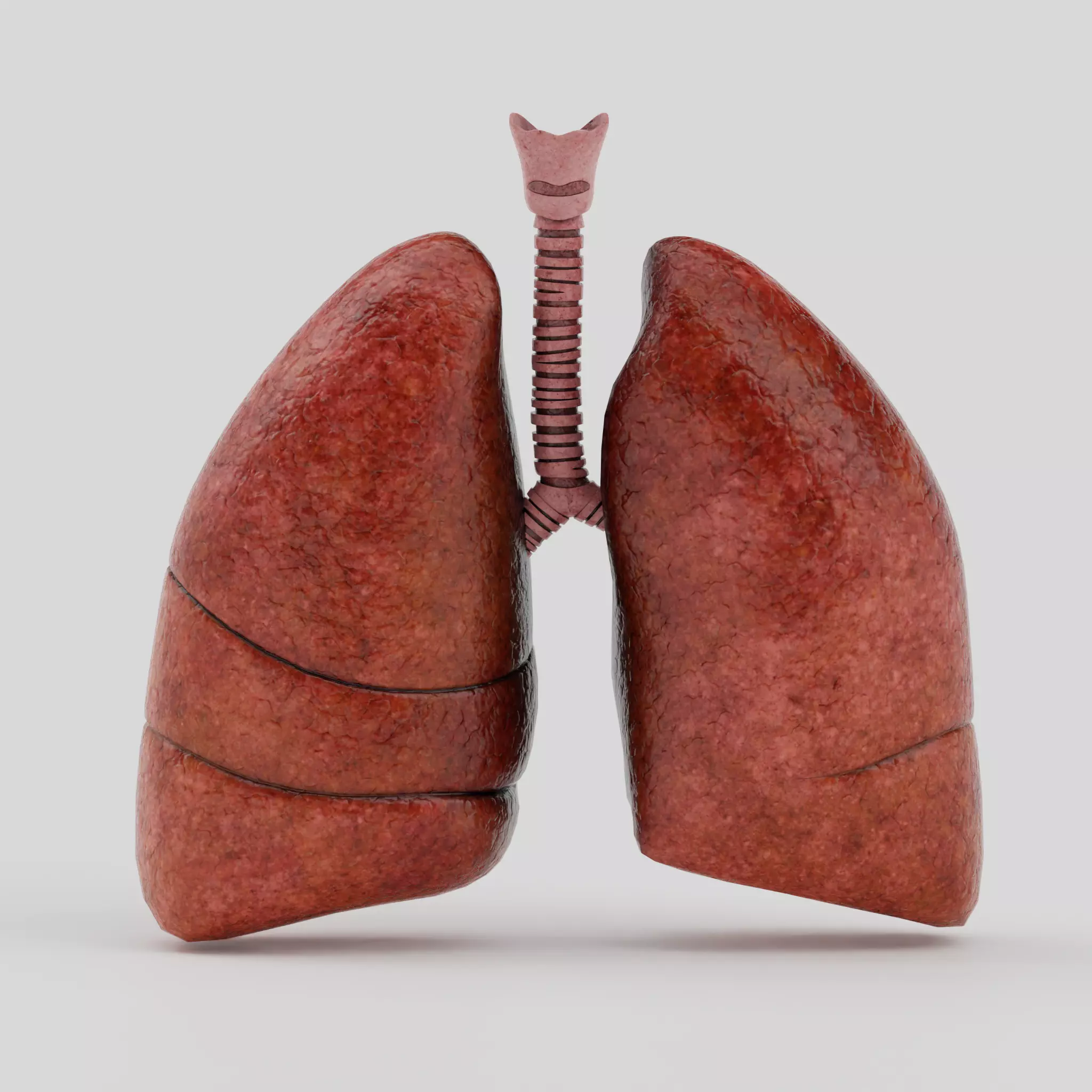Lungs Low-poly 3D model_4