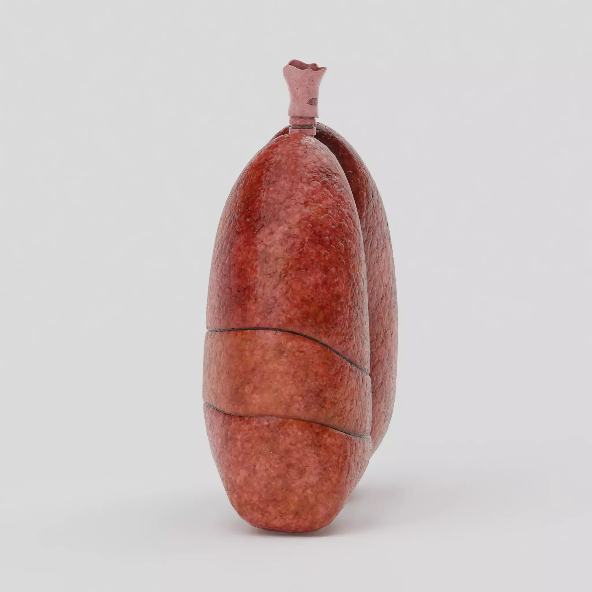 Lungs Low-poly 3D model_8