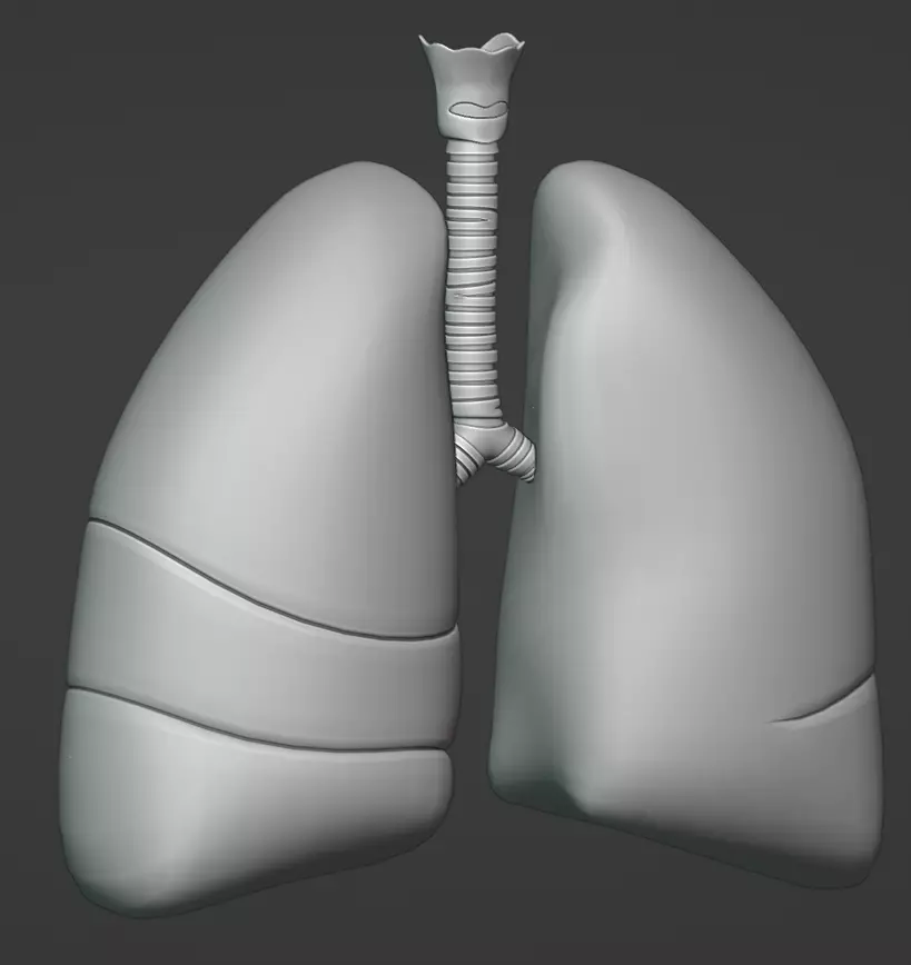 Lungs Low-poly 3D model_12