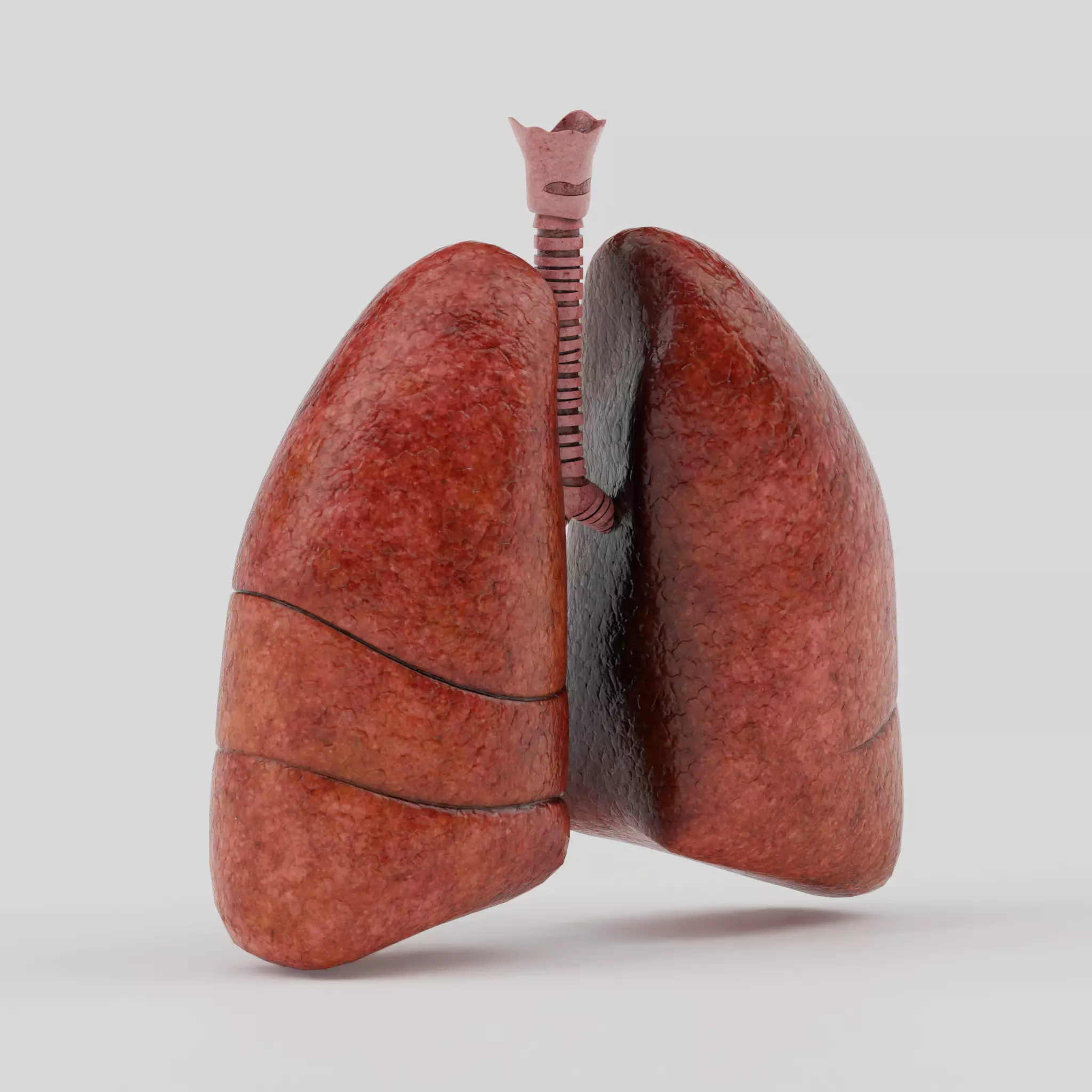 Lungs Low-poly 3D model_7