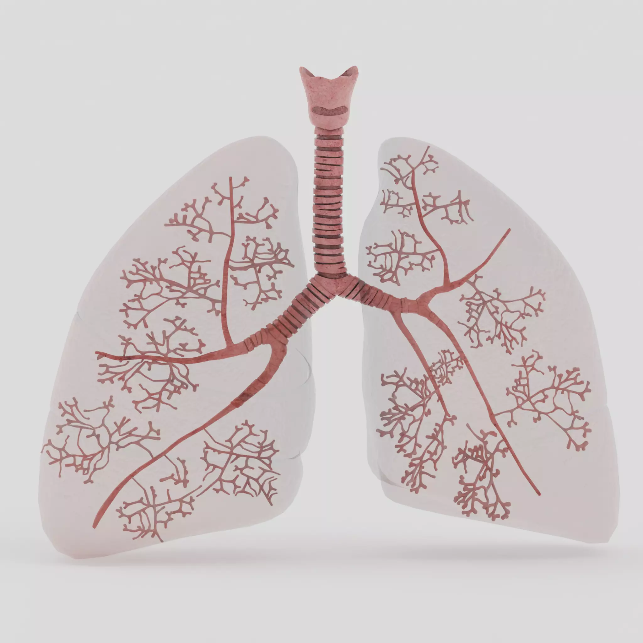 Lungs Low-poly 3D model_5