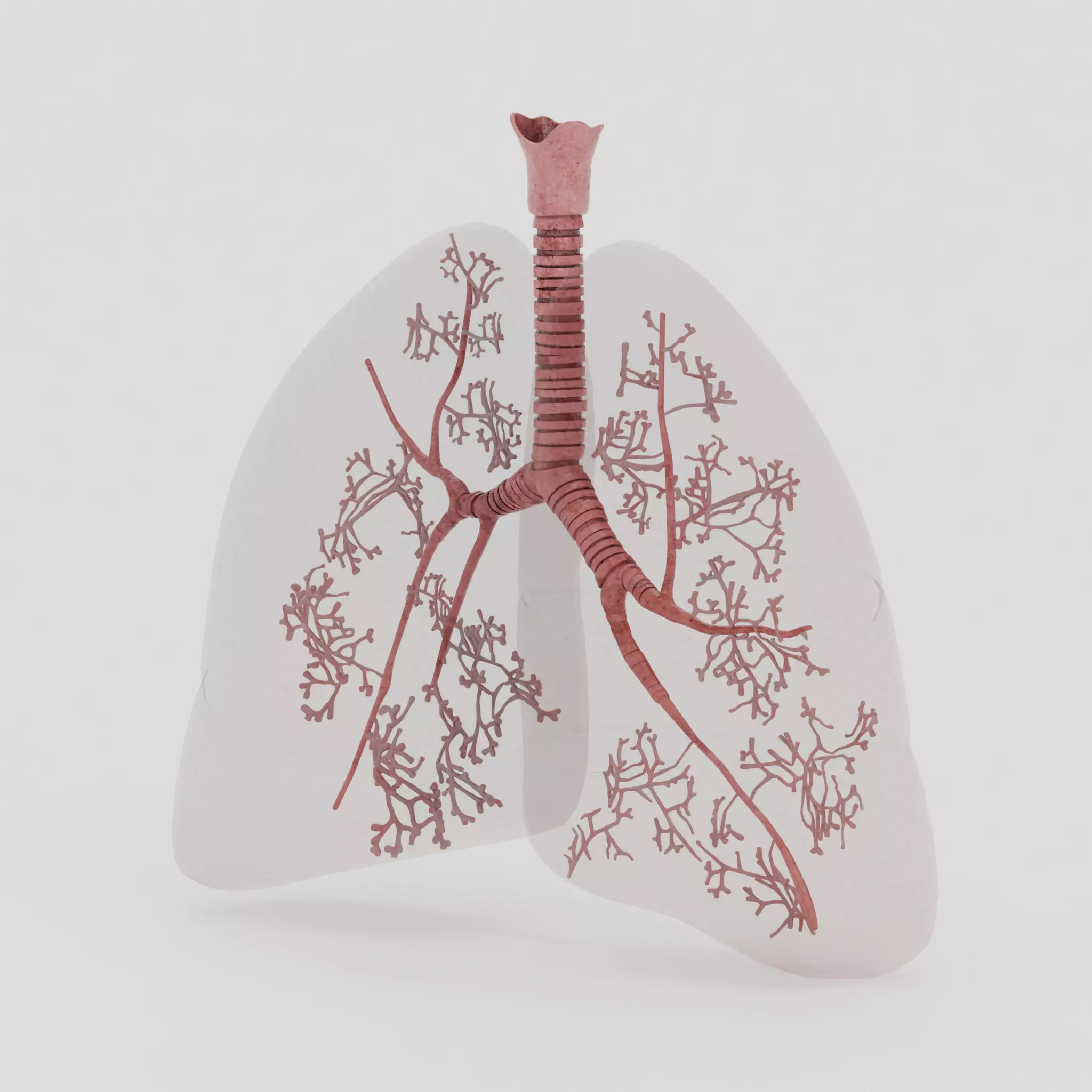 Lungs Low-poly 3D model_10