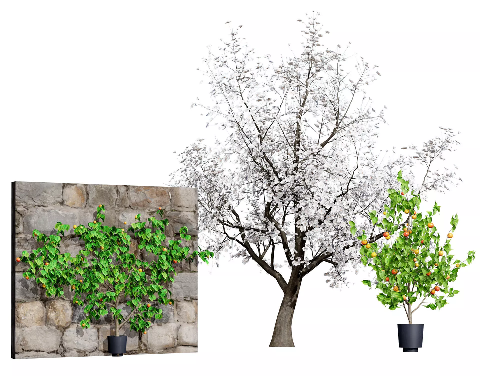 British Apricot Flavorcot Tree 3D Model Low-poly 3D model_0