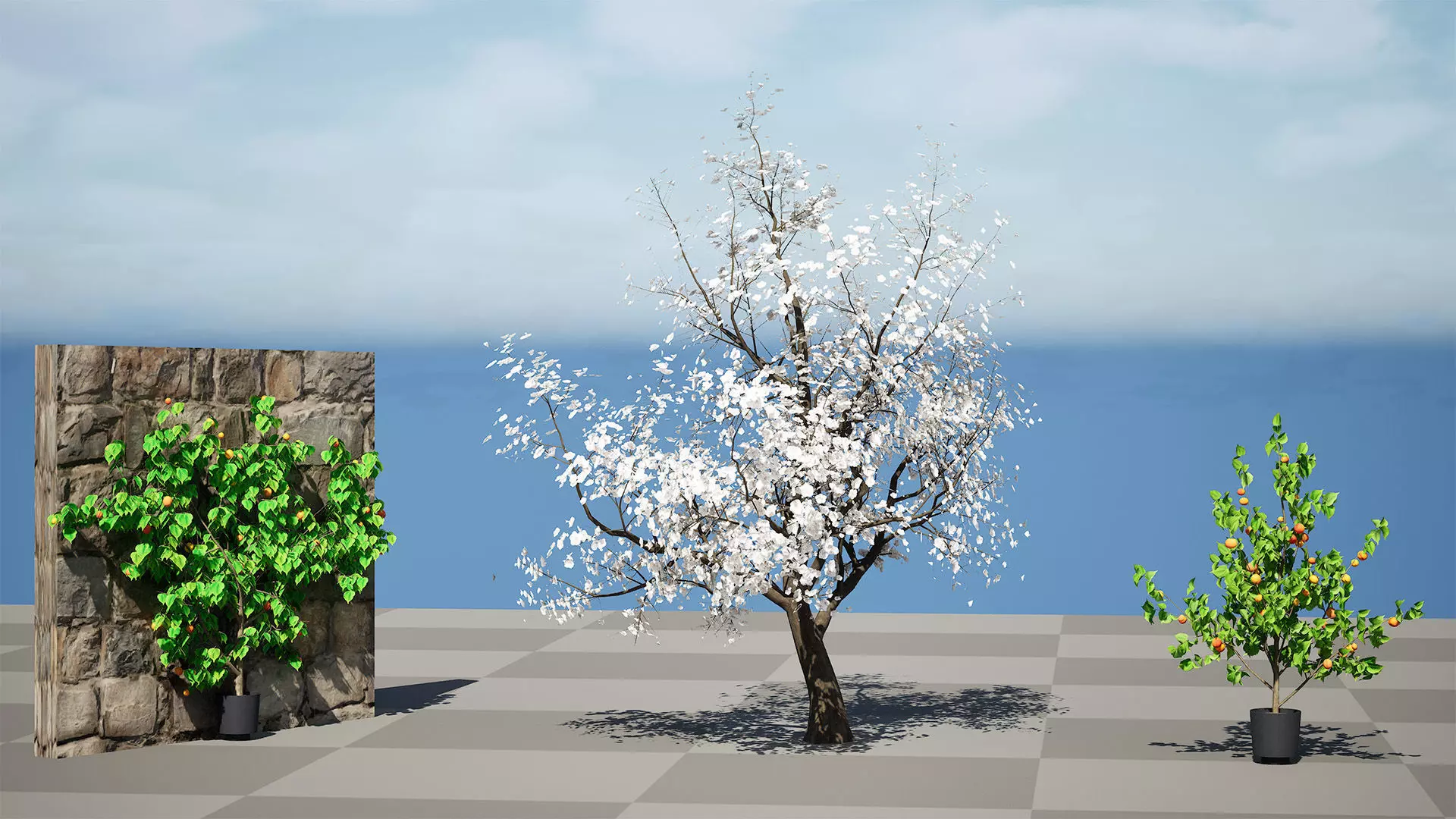 British Apricot Flavorcot Tree 3D Model Low-poly 3D model_9