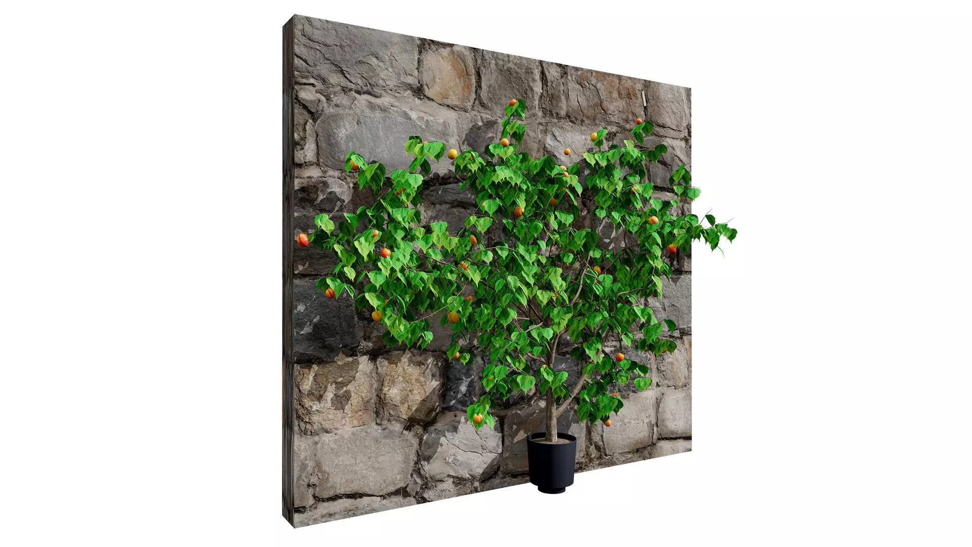 British Apricot Flavorcot Tree 3D Model Low-poly 3D model_2