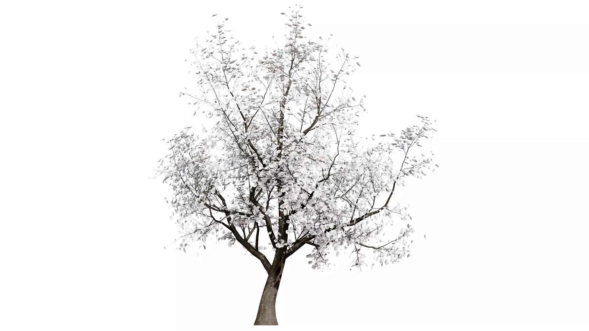 British Apricot Flavorcot Tree 3D Model Low-poly 3D model_7