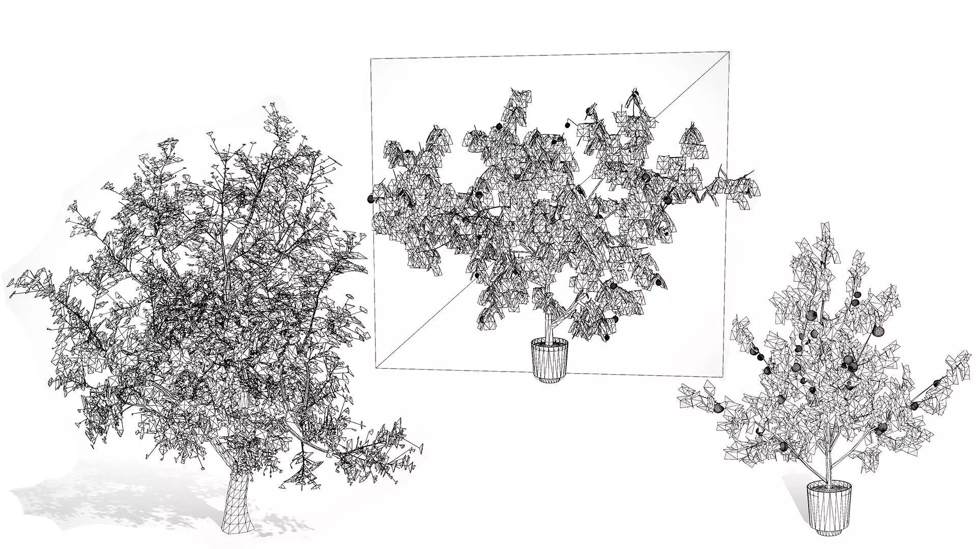 British Apricot Flavorcot Tree 3D Model Low-poly 3D model_11