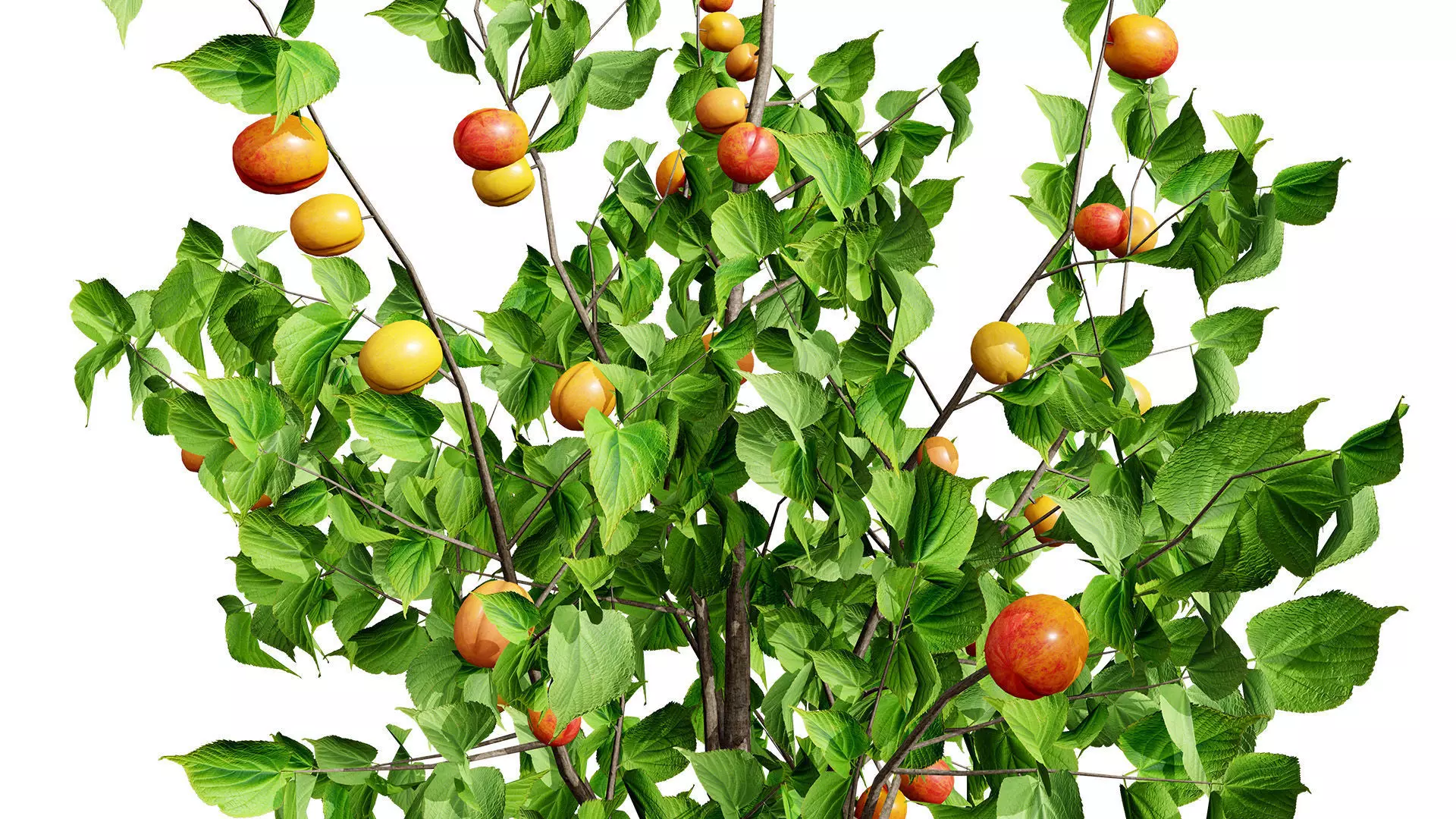 British Apricot Flavorcot Tree 3D Model Low-poly 3D model_6