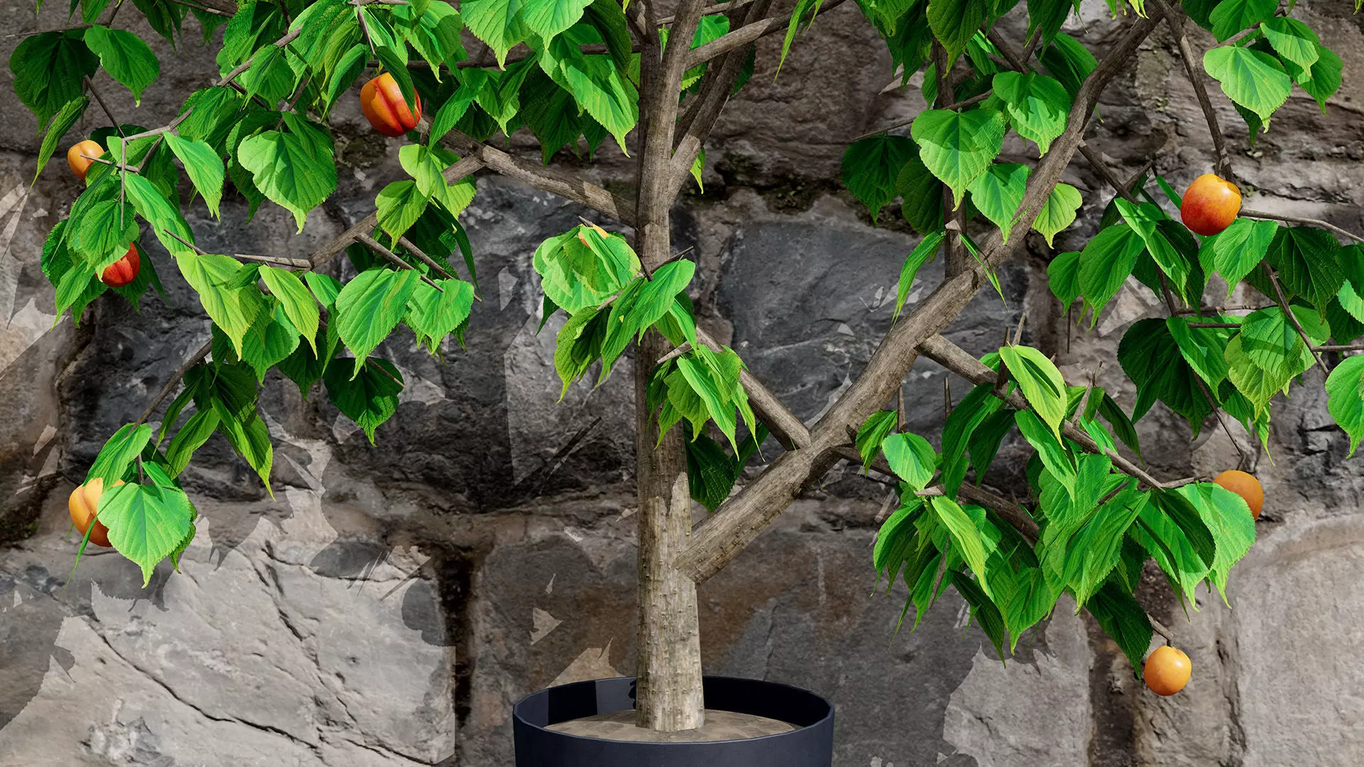 British Apricot Flavorcot Tree 3D Model Low-poly 3D model_3