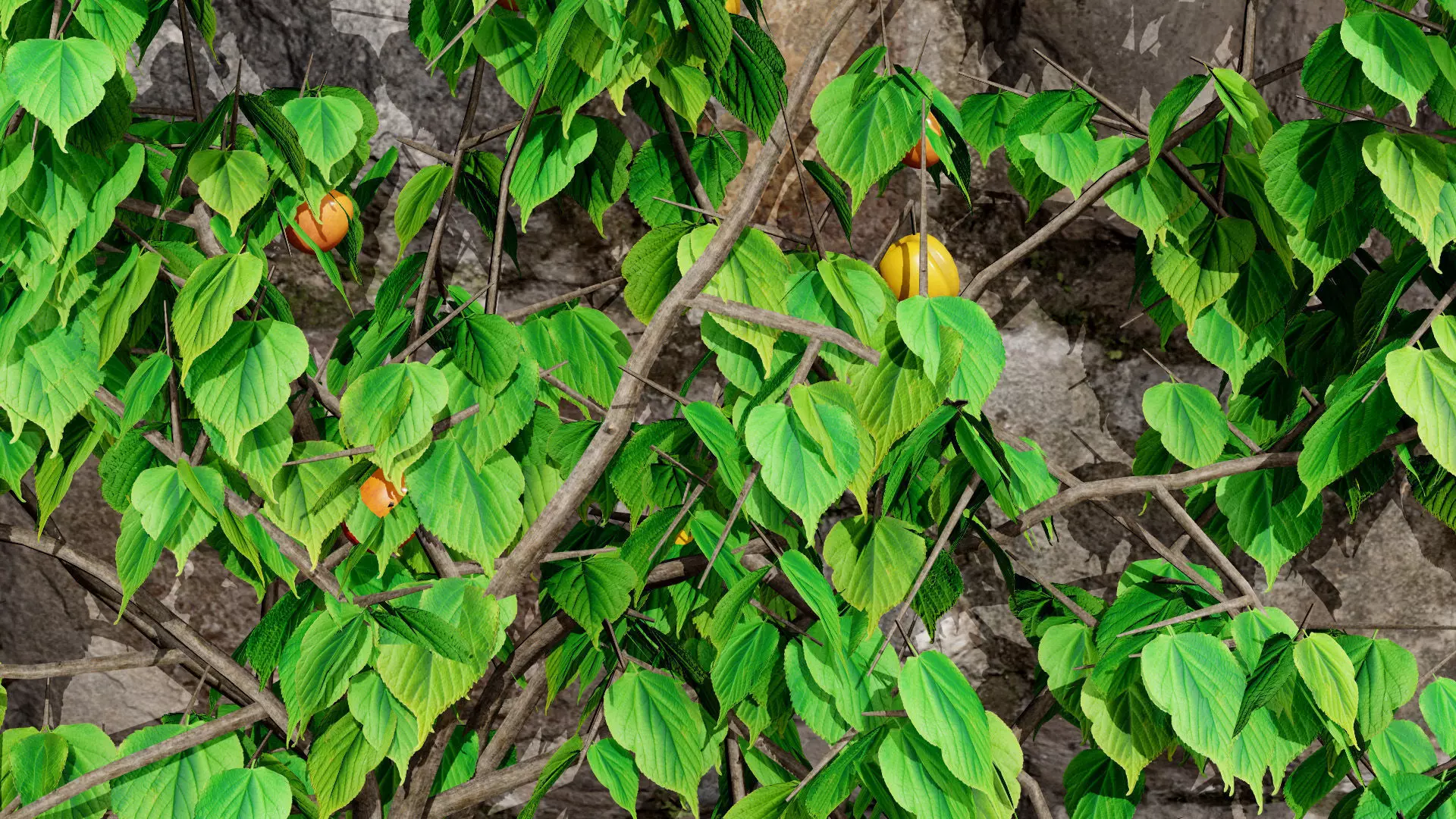 British Apricot Flavorcot Tree 3D Model Low-poly 3D model_4