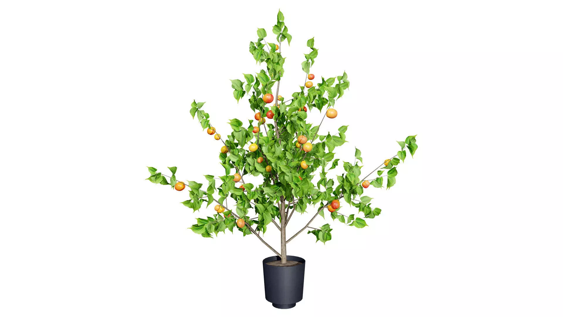 British Apricot Flavorcot Tree 3D Model Low-poly 3D model_5